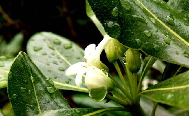 七里香的花语与美丽（探寻七里香花语的魅力）