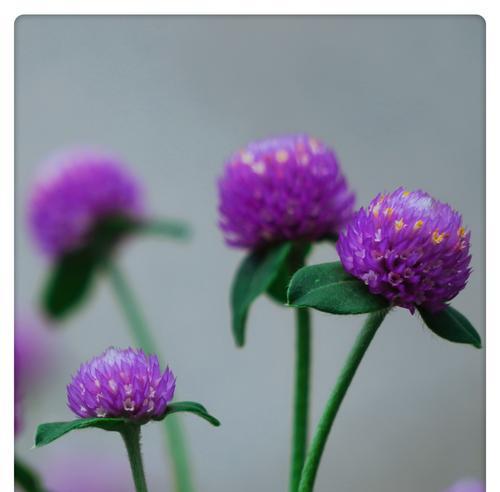 千日红的花语——传达爱与希望的使者（盛开的朝阳，绽放的美丽）