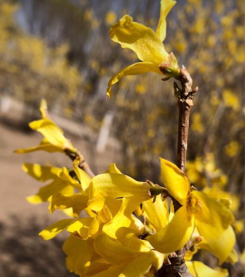 迎春花叶子发黄枯萎的原因及应对方法（叶片发黄枯萎怎么办？如何让迎春花更健康？）