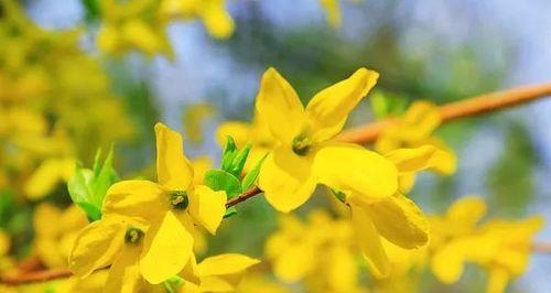 迎春花叶子发黄枯萎的原因及应对方法（叶片发黄枯萎怎么办？如何让迎春花更健康？）