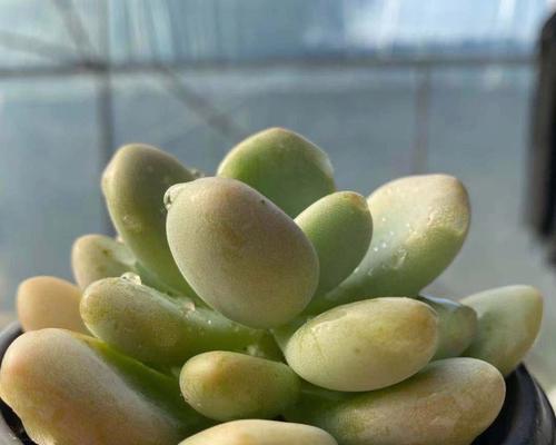 多肉植物中最昂贵的品种（探索多肉植物市场上价值不菲的珍品）
