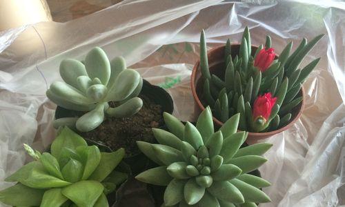 多肉植物中最昂贵的品种（探索多肉植物市场上价值不菲的珍品）