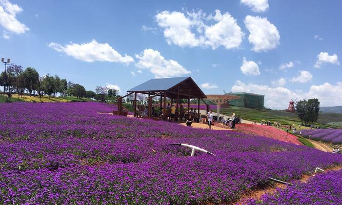 弥勒薰衣草开花时间详解（每年夏季，迎接一场紫色盛宴）