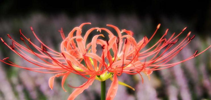 双生花的花语（以双生花的花语为线索，探索爱与和谐的真谛）