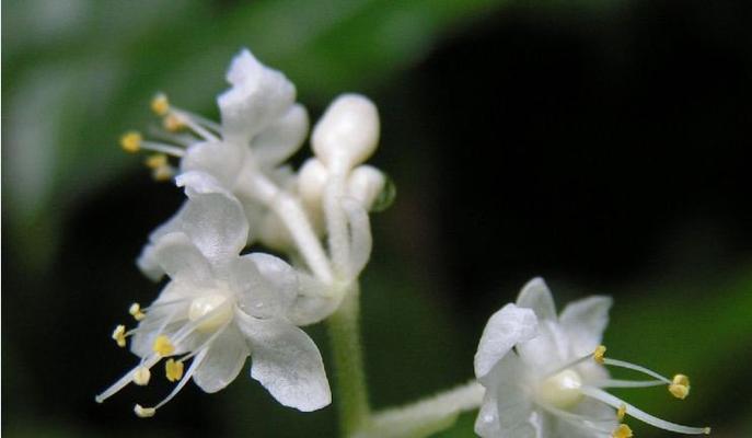 双生花的花语（以双生花的花语为线索，探索爱与和谐的真谛）