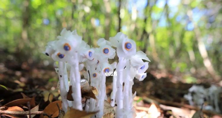 水晶兰的花语与美妙之旅（探索水晶兰的深层内涵与寓意）