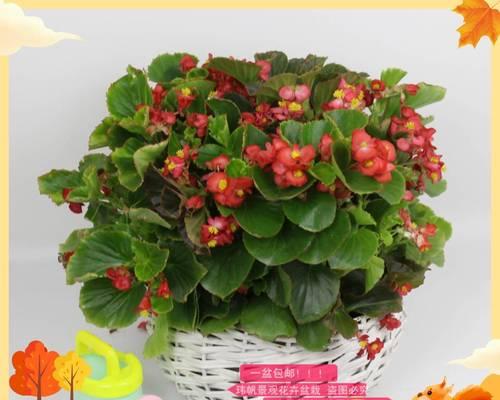 四季海棠（花开四季的寓意与象征意义）