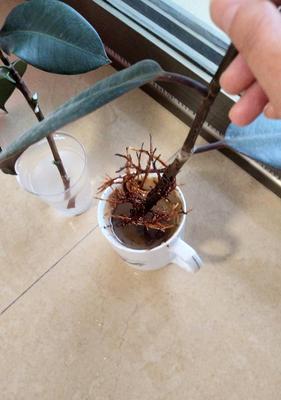 如何让剪下的橡皮树生根？（掌握这些技巧，轻松种出橡皮树！）