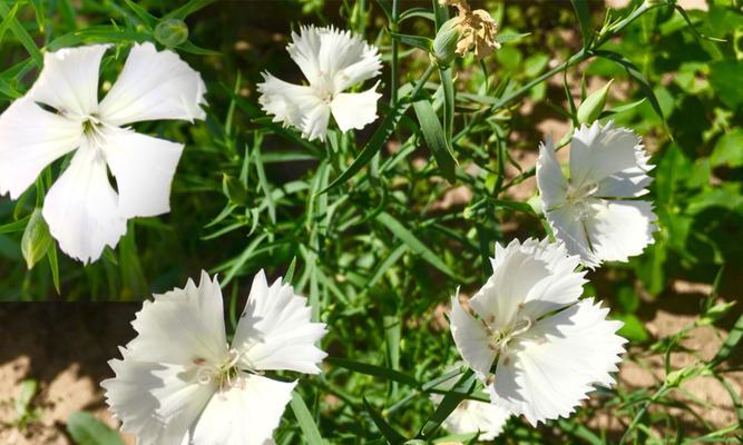 石竹花的象征与意义（传递爱、幸福和纪念）