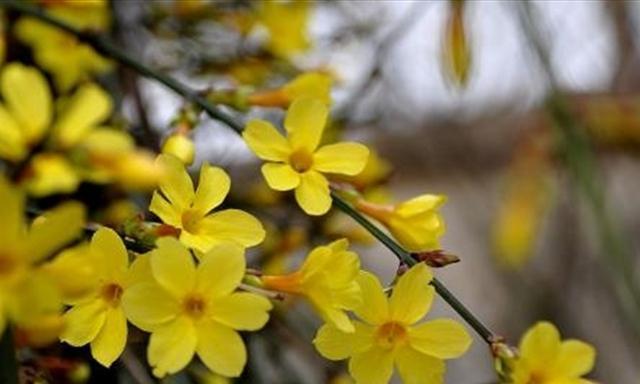 春意盎然——迎春花的养殖方法（如何在家中种植美丽的迎春花？）