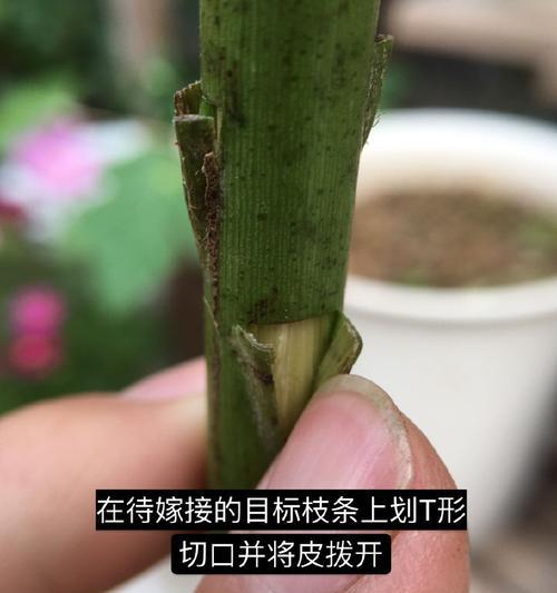 月季花嫁接技巧剖析（掌握嫁接技巧，让月季花盛放更美）