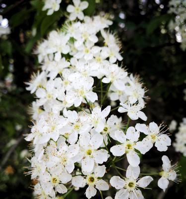 线叶绣线菊花语之美-前言、意义与传承（深入探究线叶绣线菊花语的多面意义）