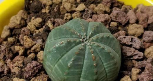 雌雄异株的植物（探究植物繁殖方式及其特点）