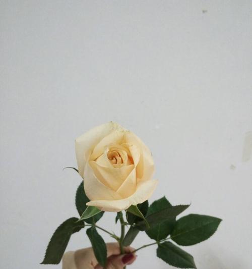 香槟色玫瑰的花语与意义（探寻香槟色玫瑰所传达的情感与象征）