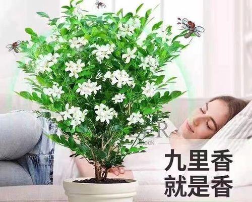 九里香花的养护与开花技巧（打造浪漫花园，让九里香绽放美丽）