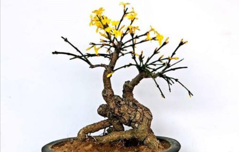 春天里的美丽绽放——迎春花的养殖方法（色彩斑斓、清香扑鼻——让你爱上迎春花的5个理由）