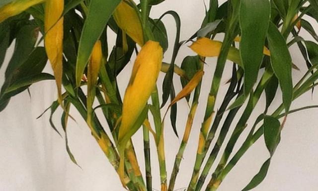 水养富贵竹叶片发黄的原因与解决方法（富贵竹发黄的成因是什么，怎样解决它？）