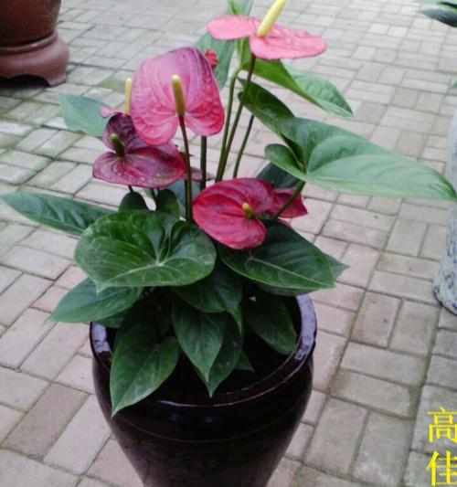 让红掌花绽放美丽的魅力（如何使红掌花叶美花艳？）