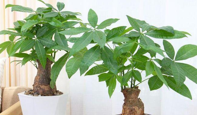 发财树的品种及特点（探秘发财树的多样品种，了解每种品种的特点及养护方法）
