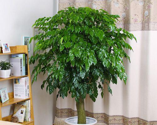 发财树的品种及特点（探秘发财树的多样品种，了解每种品种的特点及养护方法）
