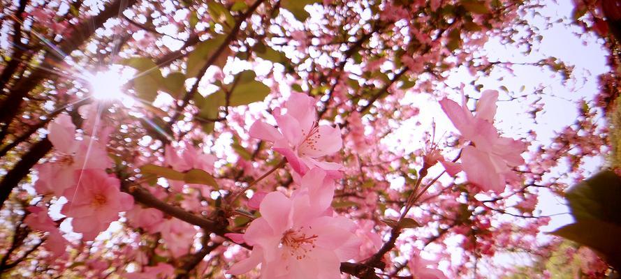 春意盎然，花开满园（探寻春天的美丽花朵）