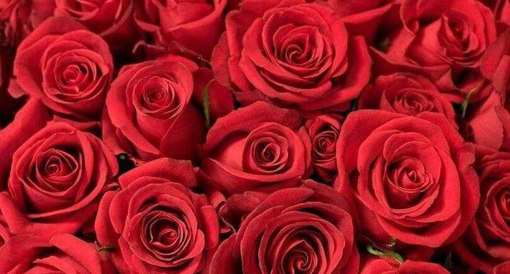 男人送女人8朵玫瑰的含义（解析8朵玫瑰的神秘符号，缘起、含义与情感）