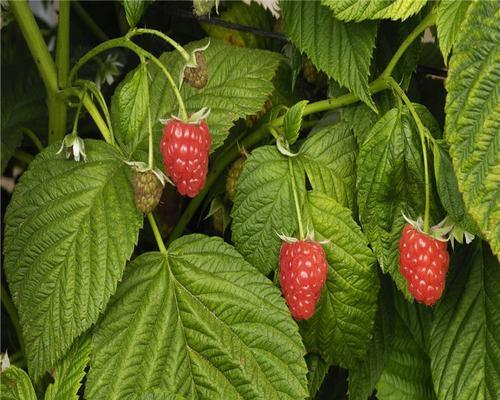 野生树莓的种植技巧（了解野生树莓的生长环境和种植要点）