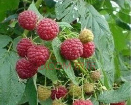 野生树莓的种植技巧（了解野生树莓的生长环境和种植要点）