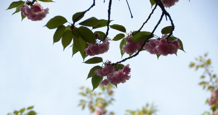 樱花诗的花语之美（探索樱花花语的深邃意义）