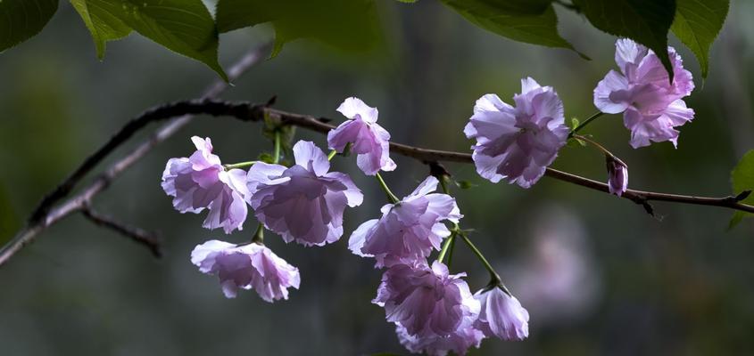 樱花诗的花语之美（探索樱花花语的深邃意义）