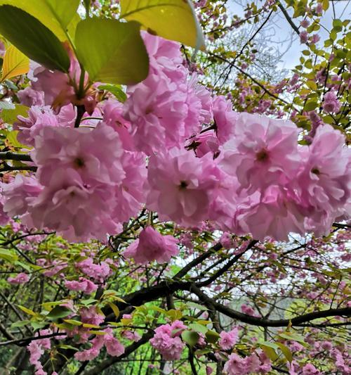 樱花诗的花语之美（探索樱花花语的深邃意义）