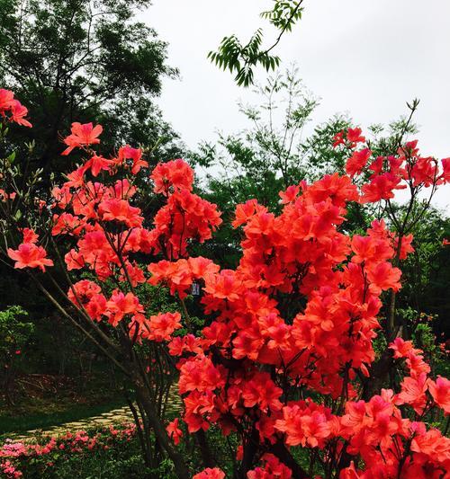 映山红的花语及其象征意义（探索映山红的寓意与传承）