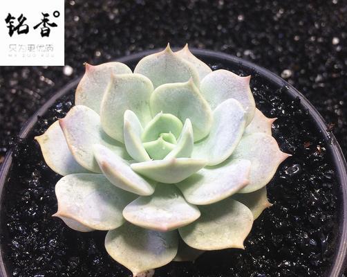 超级适合宅家的多肉植物推荐（品种多样，轻松打造家居绿化）