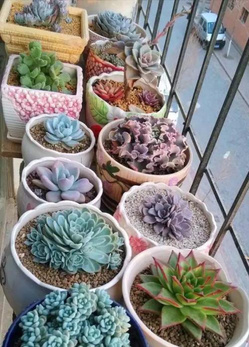 超级适合宅家的多肉植物推荐（品种多样，轻松打造家居绿化）