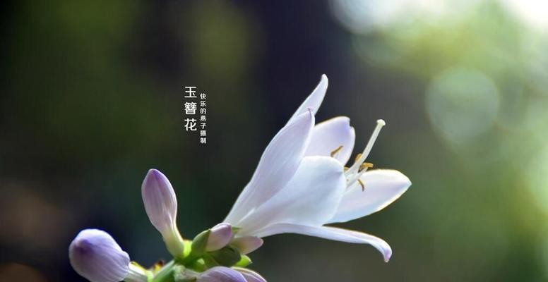 玉簪花（探寻玉簪花的花语和神秘力量）