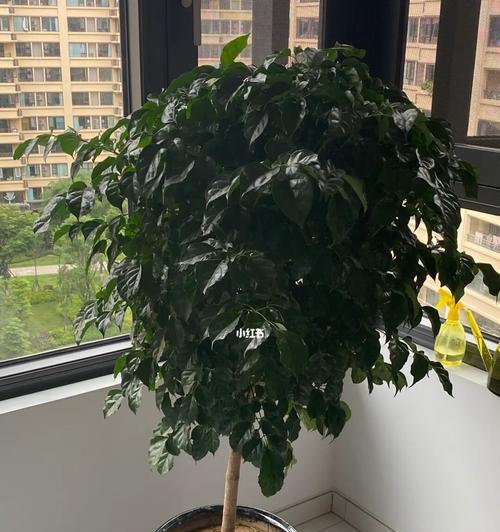 幸福树的养殖技巧（盆栽养殖注意事项）