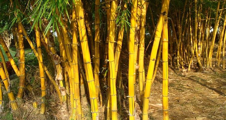 竹子的象征意义——生命力与坚韧不拔（从自然到文化的转变，竹子的多面象征之旅）