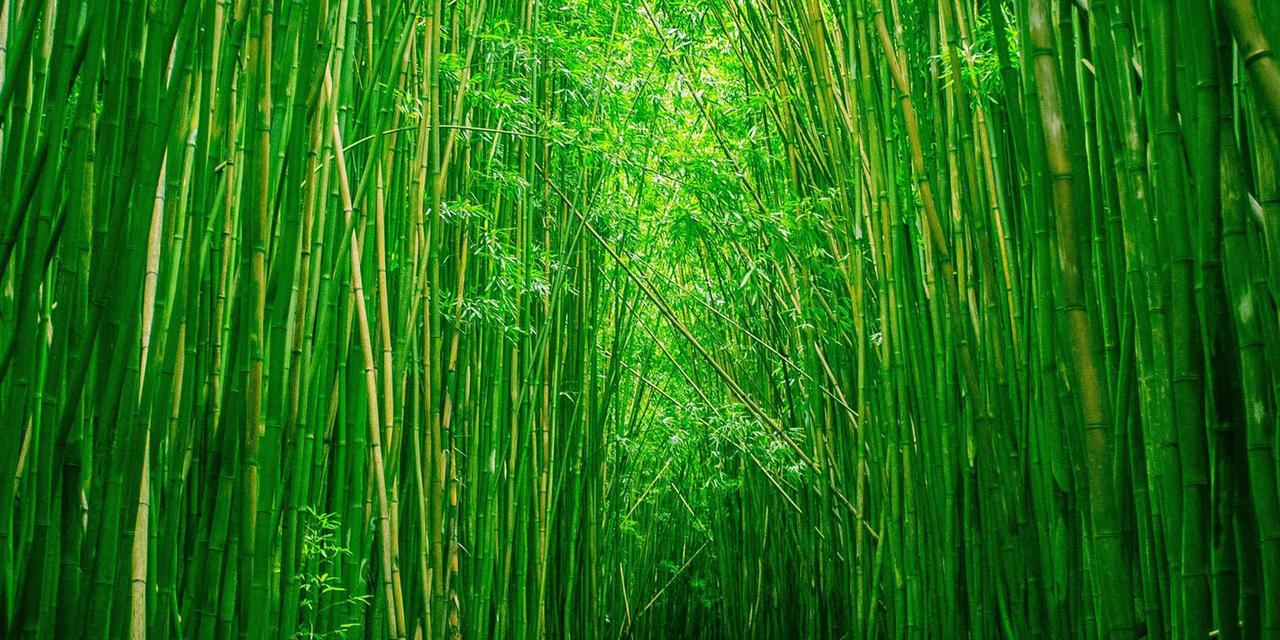竹子的象征意义——生命力与坚韧不拔（从自然到文化的转变，竹子的多面象征之旅）
