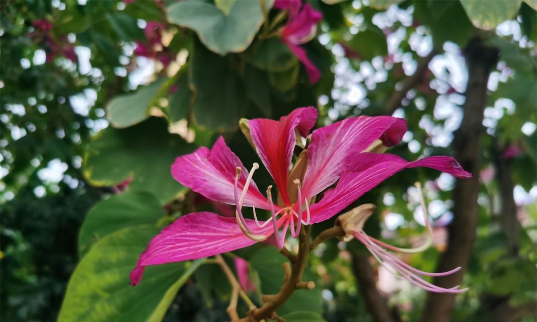 紫荆花语与其象征意义（探索紫荆的花语与文化内涵）