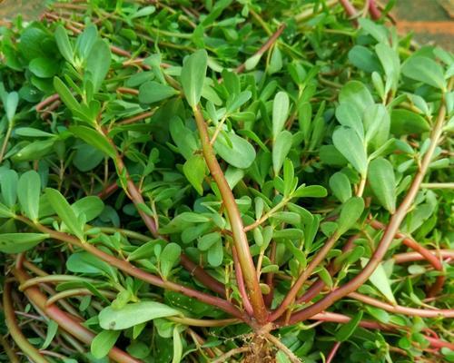 马齿菜种植指南（从选种到收割，让你轻松掌握马齿菜的种植技巧）