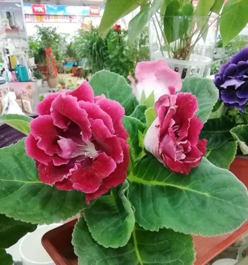 芙蓉之美（探寻芙蓉的神秘魅力）