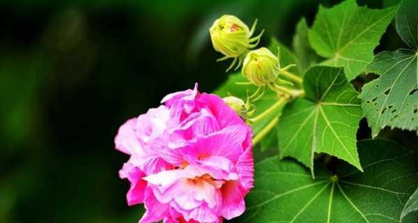 芙蓉花的花语及其寓意（探寻芙蓉花背后的深意）