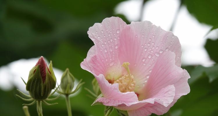 芙蓉花的花语及其寓意（探寻芙蓉花背后的深意）