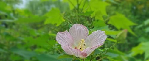 芙蓉花的花语及其寓意（探寻芙蓉花背后的深意）