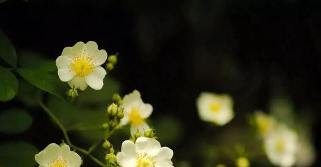 荼蘼花语（用一束荼蘼，表达深深的思念）