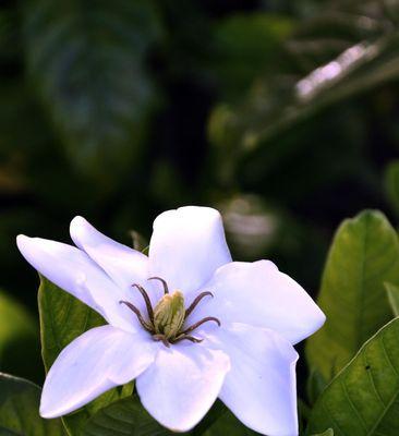 栀子花的花语与传说（馨香的白花，寓意美好）