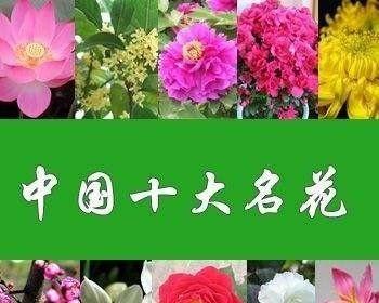 中国花卉文化探秘（从百花齐放到花香四溢，探究中国花卉文化的历史与现状）