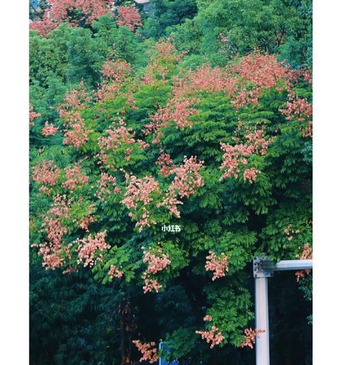 栾树花语与寓意（探寻栾树花朵的美与象征）