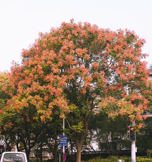 栾树花语与寓意（探寻栾树花朵的美与象征）