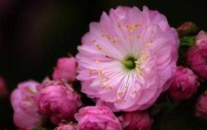 桃花之美（桃花的花语与传说，纷纷绽放）